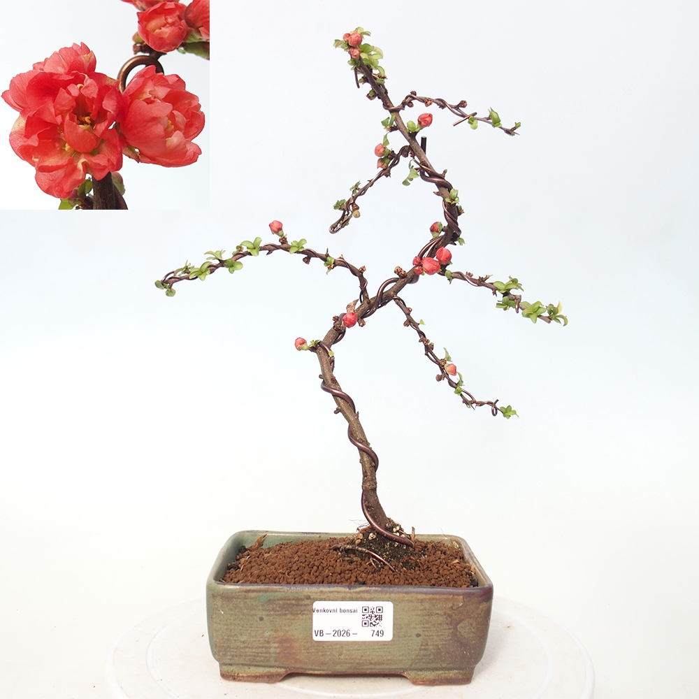Kültéri bonsai - Chaneomeles s. Red Joy - birs