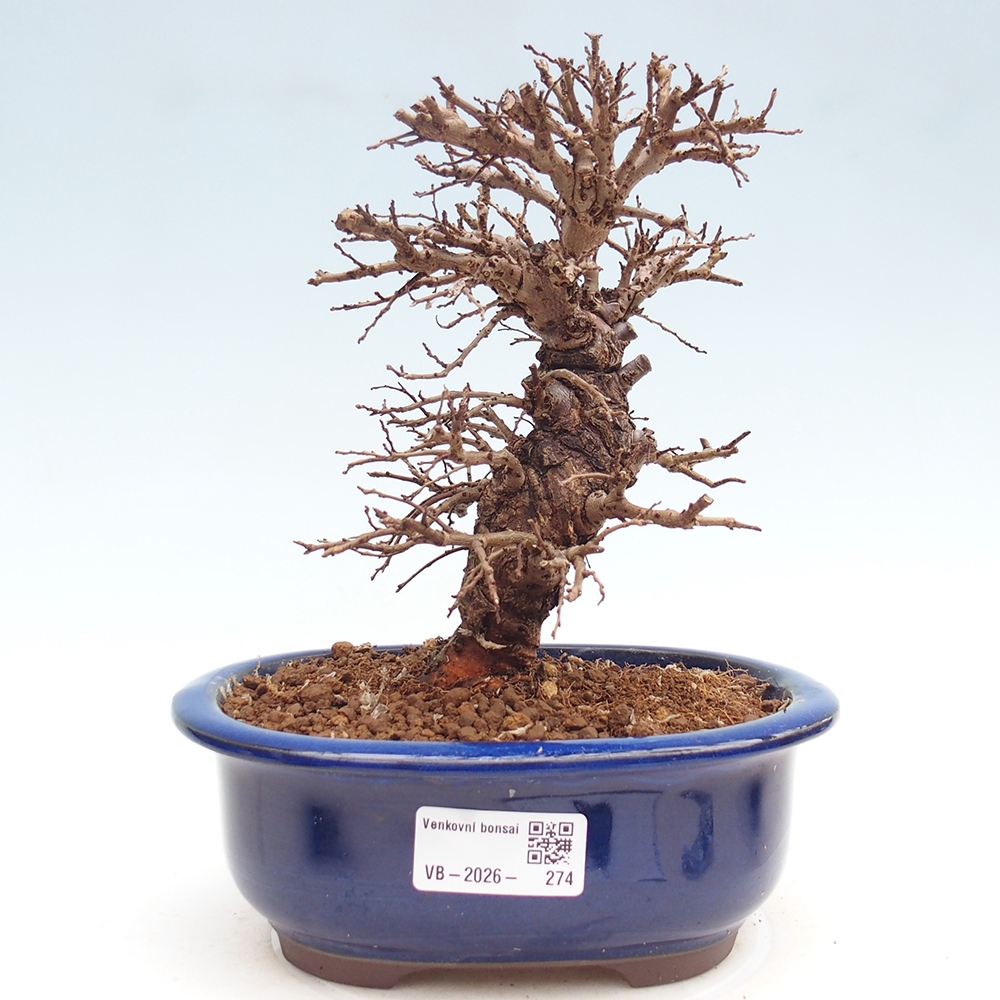 Kültéri bonsai - Zelkova - Zelkova NIRE