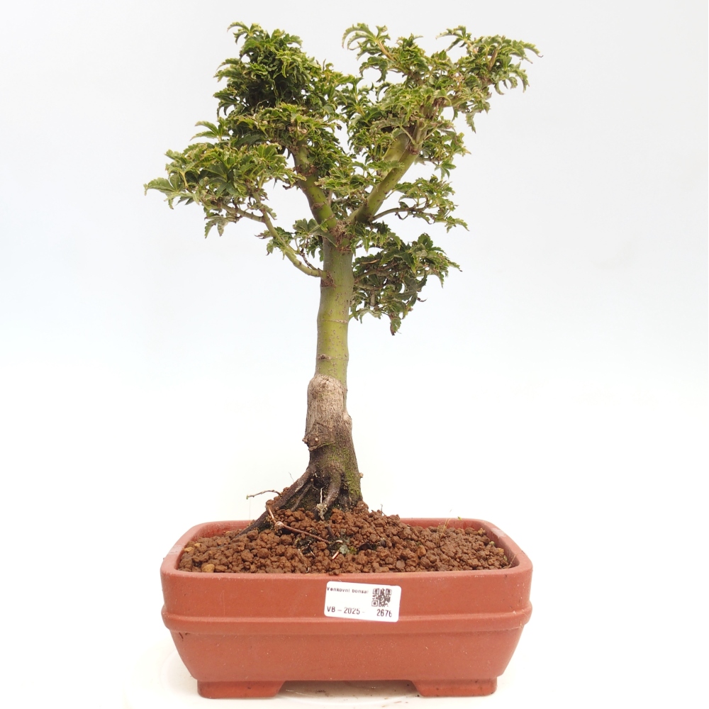 Kültéri bonsai -Javor pálma Acer palmatum Shishigashira