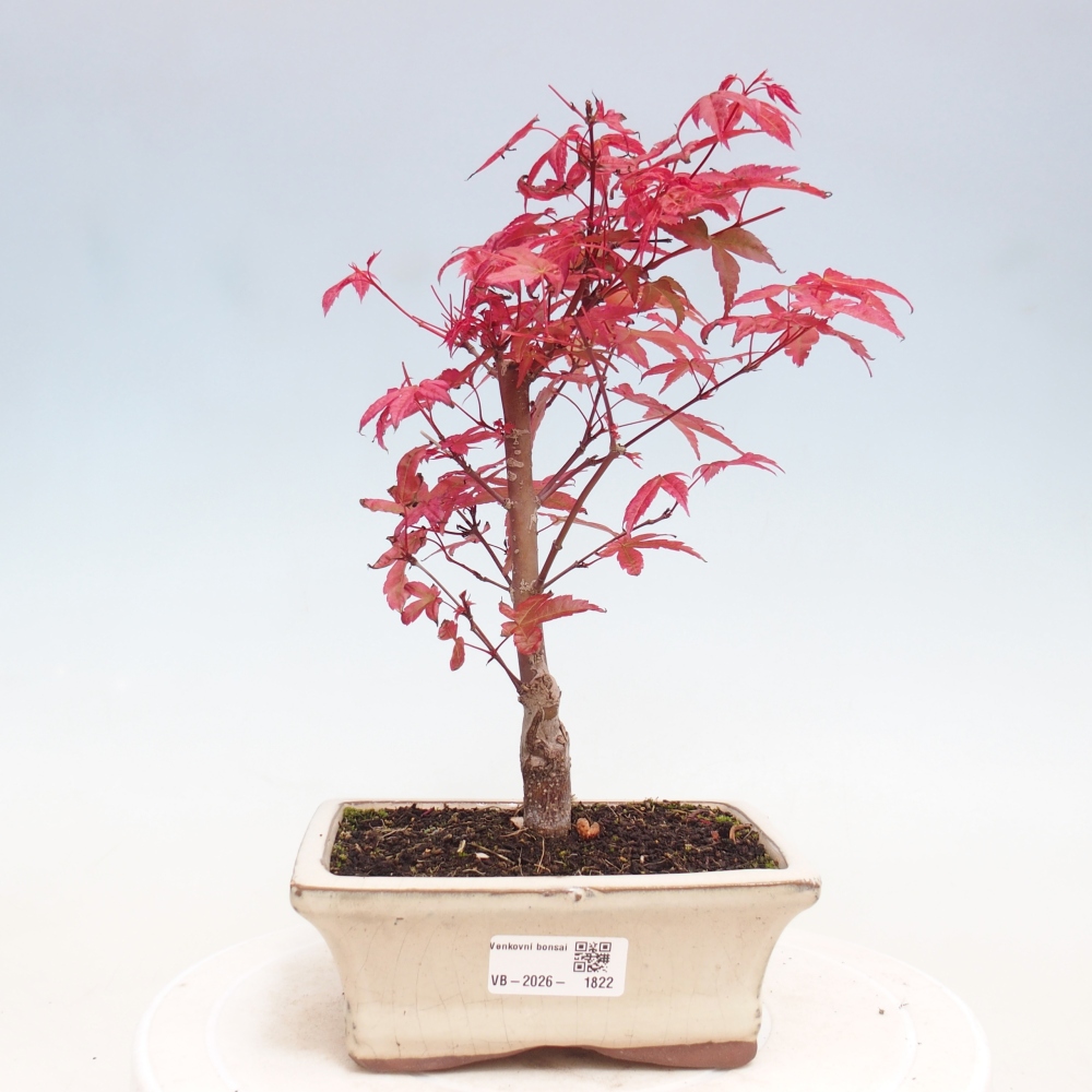 Kültéri bonsai - Acer palmatum DESHOJO