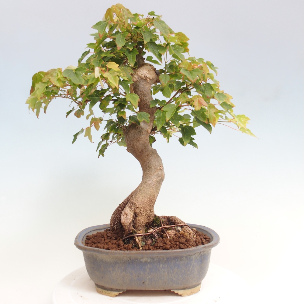 Kültéri bonsai - Acer Buergerianum - Burger juhar