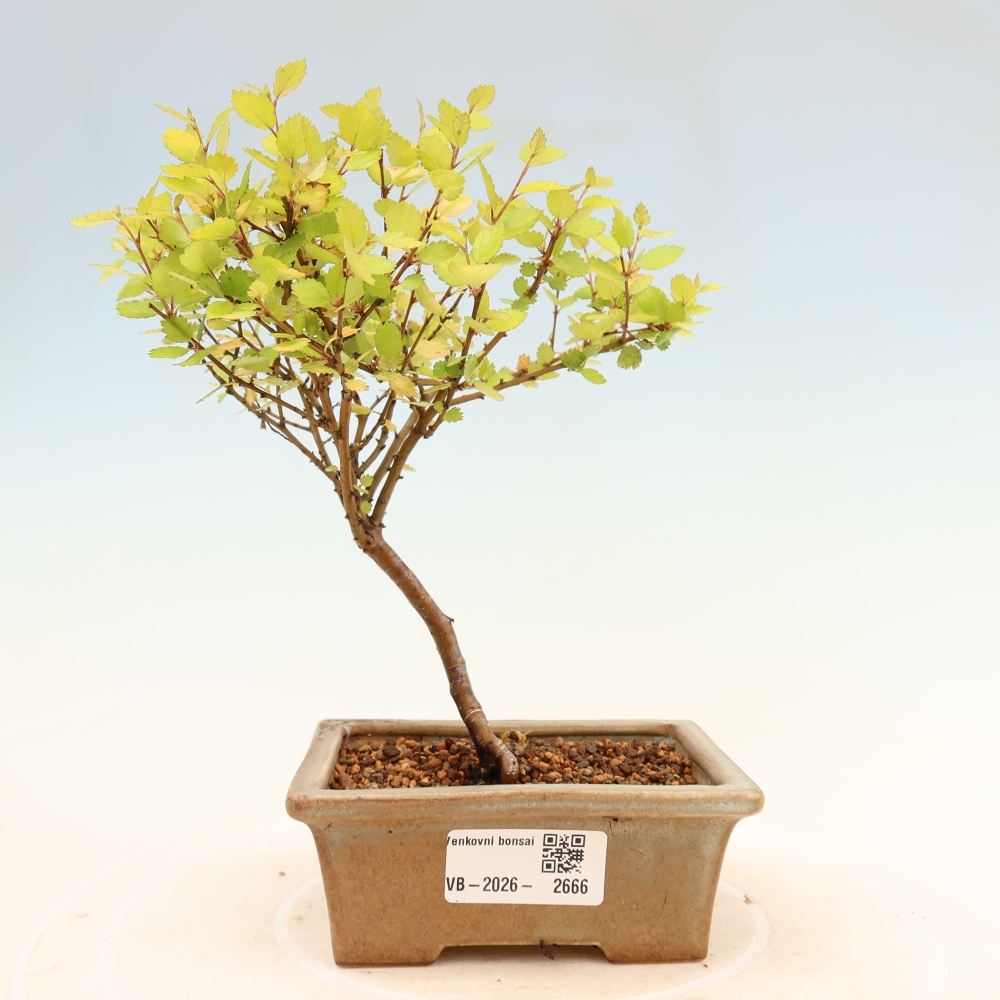 Kültéri bonsai – törpe nyír – Betula NANA Golden Treasure