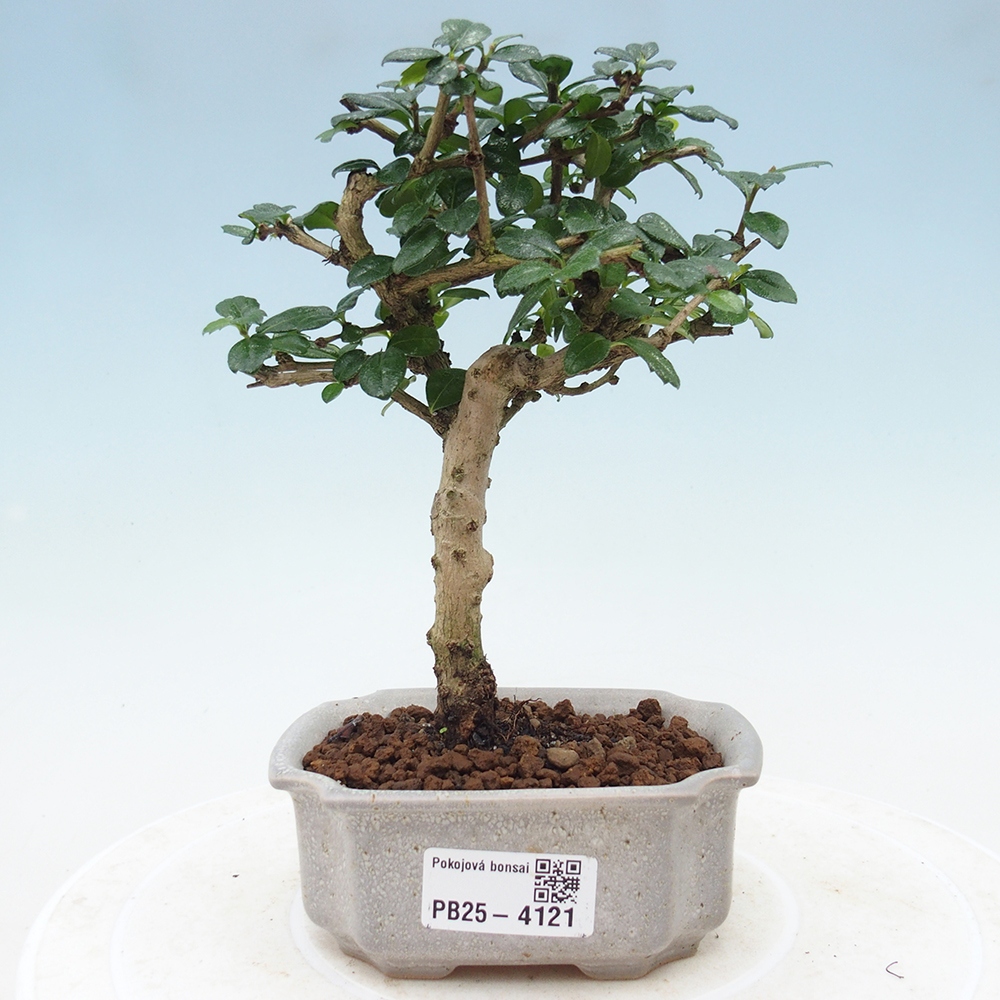Szobai bonsai - Carmona macrophylla - Tea fuki