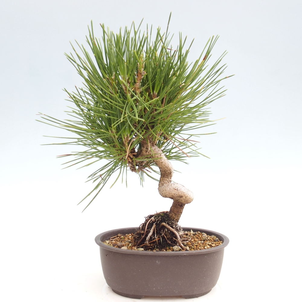 Kültéri bonsai - Pinus thunbergii - Thunberg fenyő
