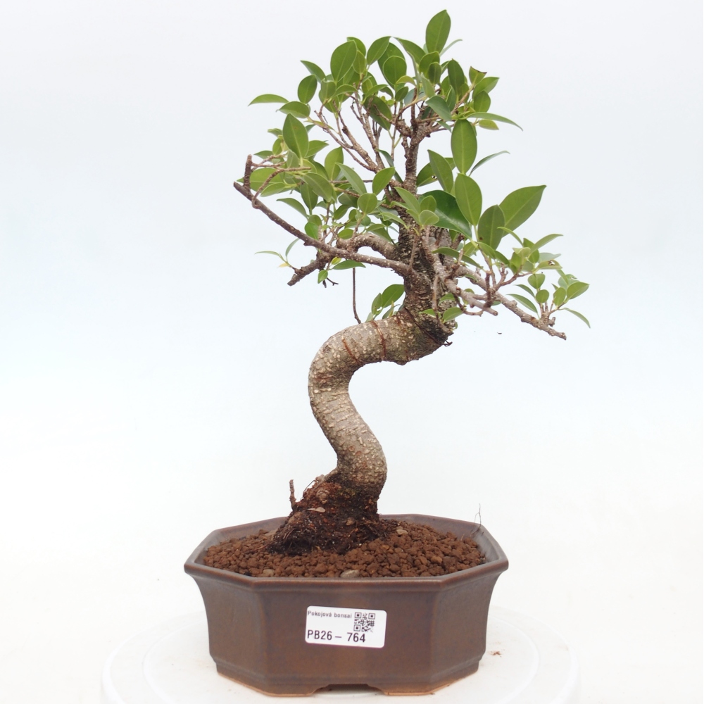 Szobai bonsai - Ficus retusa - kislevelű fikusz