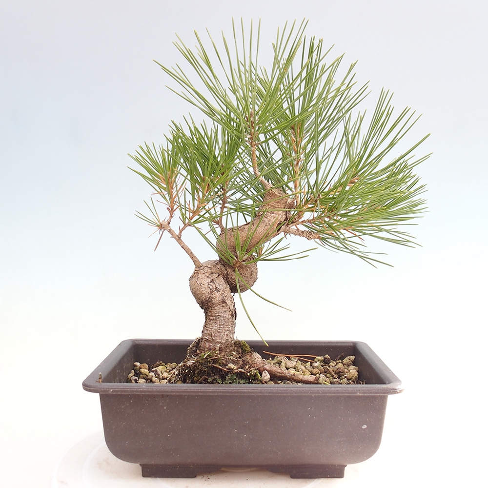 Kültéri bonsai - Pinus thunbergii - Thunberg fenyő