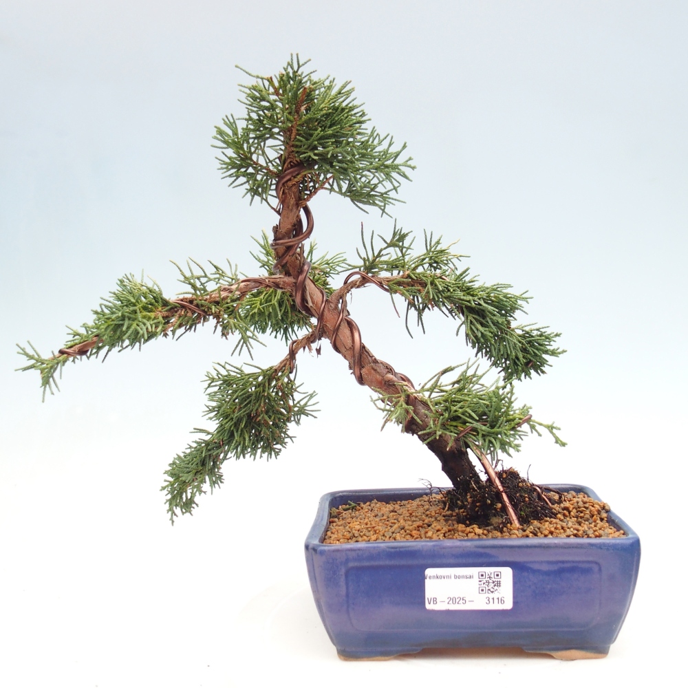 Kültéri bonsai - Juniperus chinensis Kishu