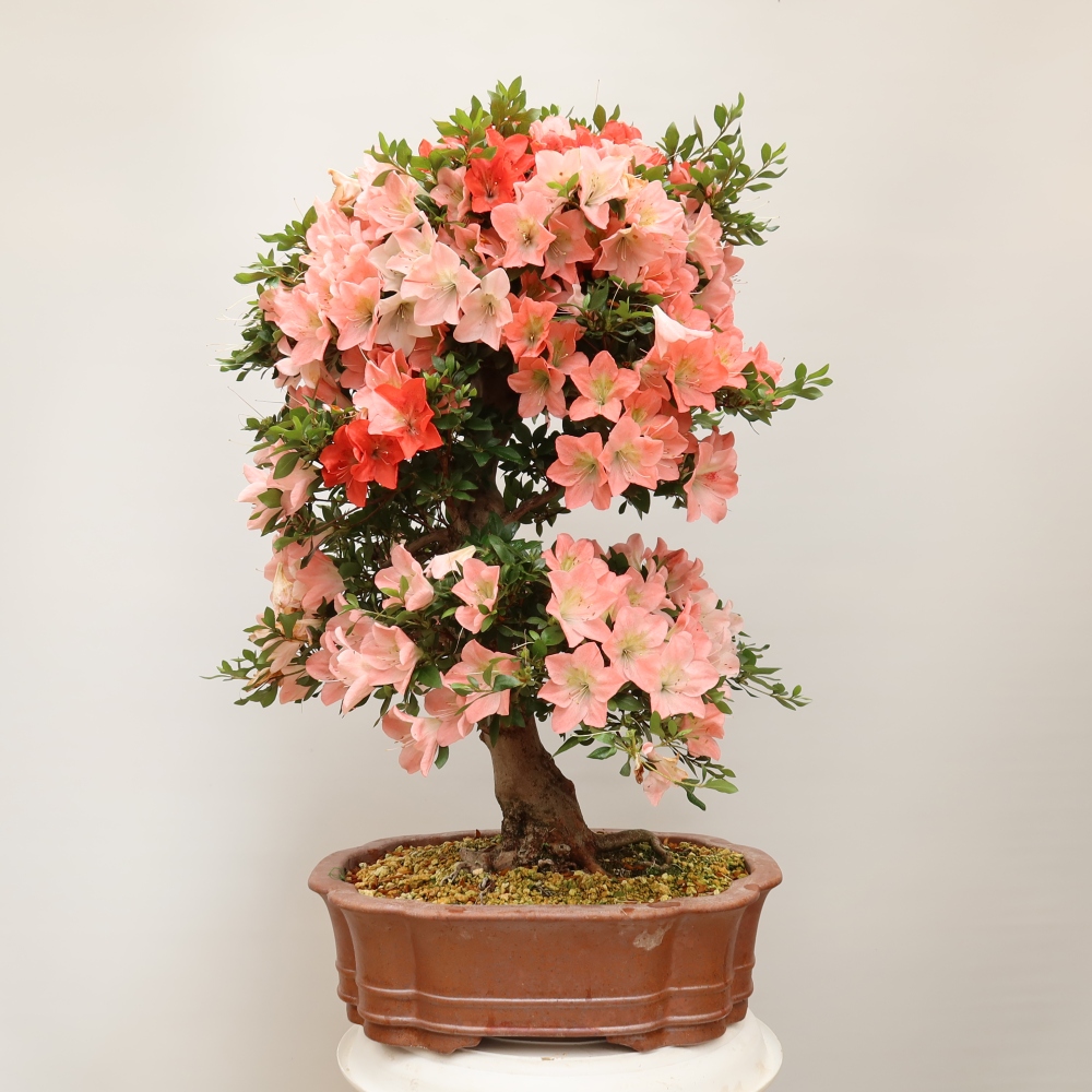 Kültéri bonsai - Japán azálea - Azalea Sansai