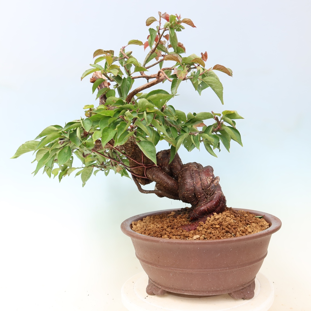 Kültéri bonsai – Japán barack – Prunus Mume