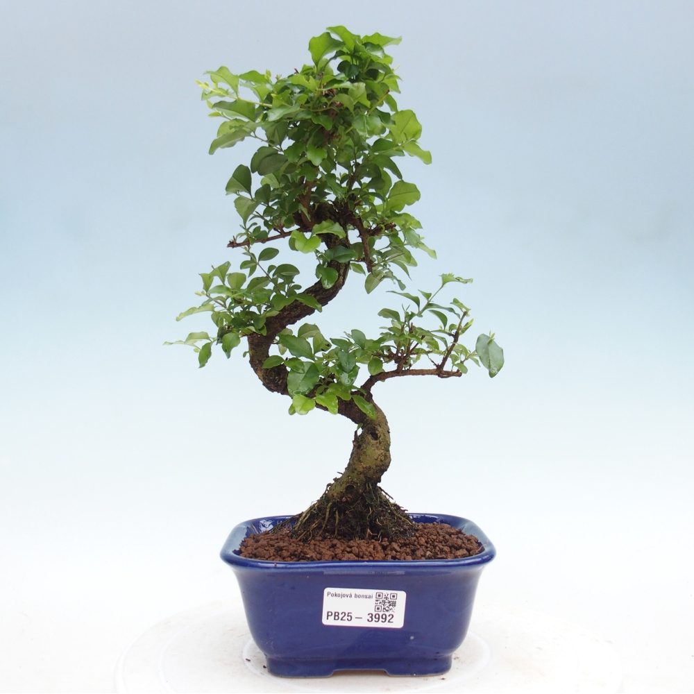 Szobai bonsai -Ligustrum chinensis - Madárcsőr