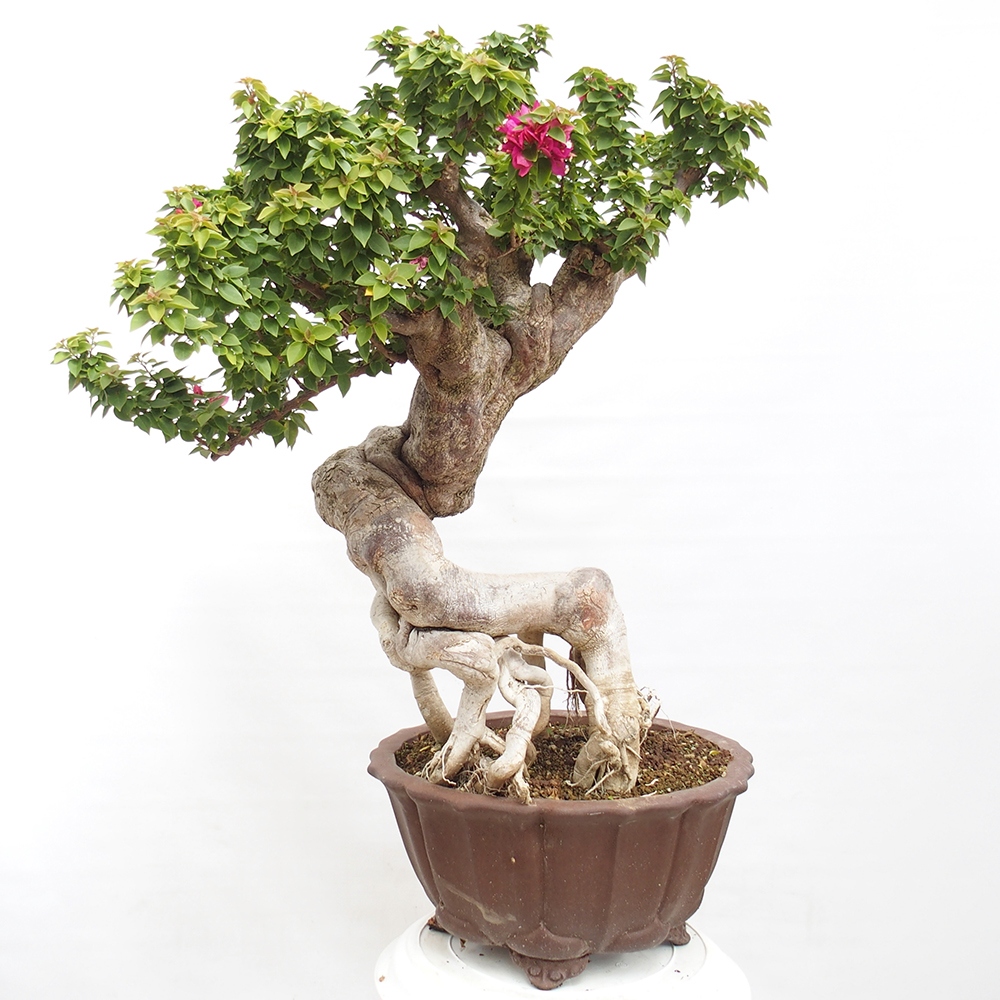 Szoba bonsai - Bouganwilea