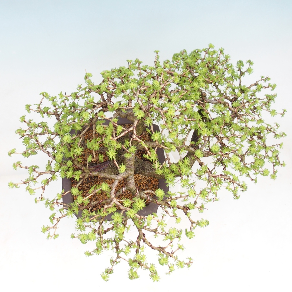 Kültéri bonsai - Larix decidua - vörösfenyő