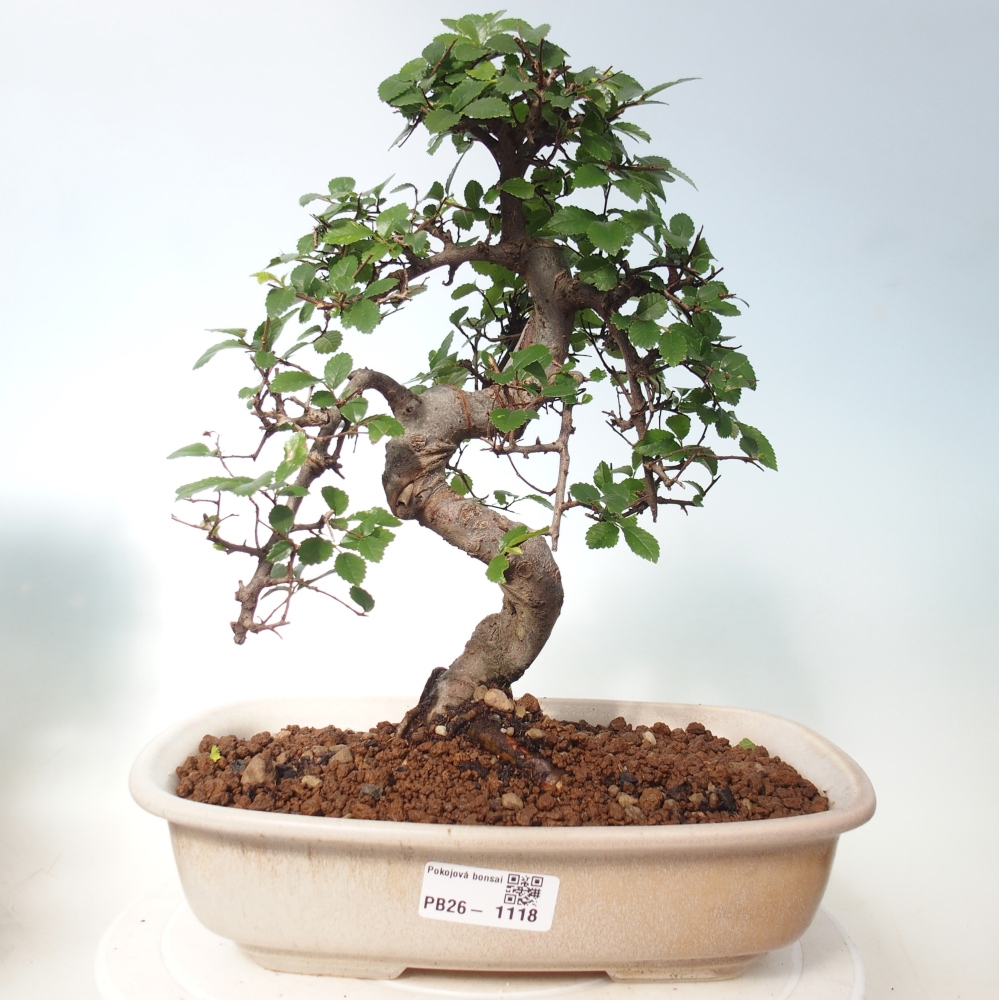 Szobai bonsai - Ulmus parvifolia - Kislevelű szilfa