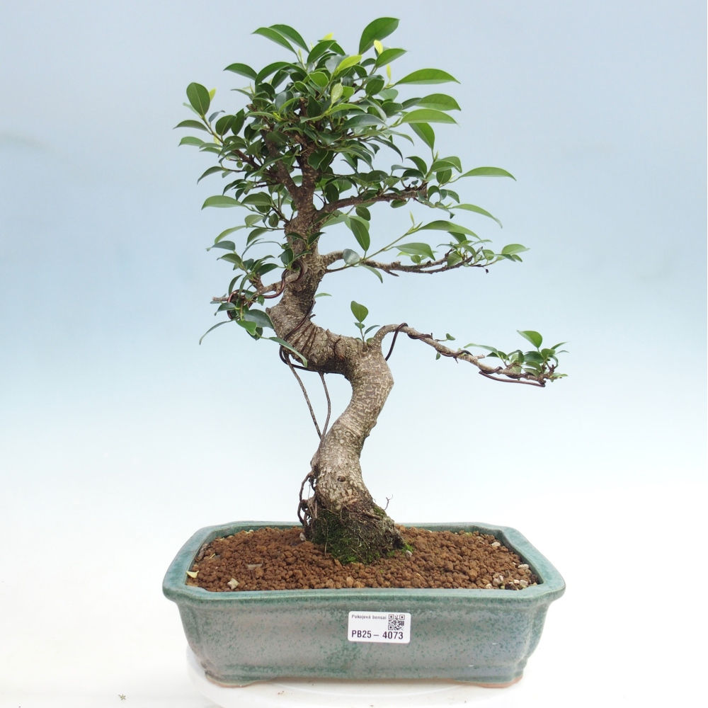 Szobai bonsai - Ficus kimmen - kislevelű fikusz