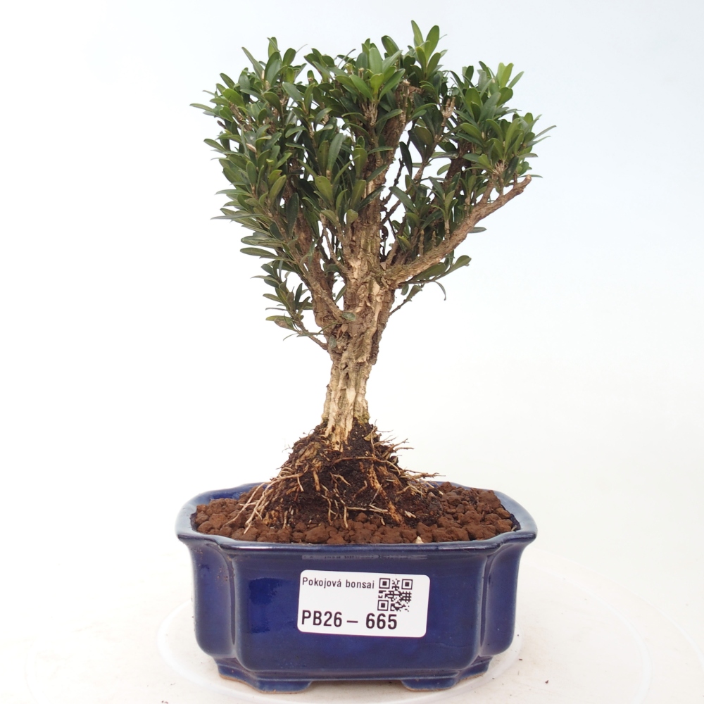 Szobai bonsai - Buxus harlandii - parafa buxus