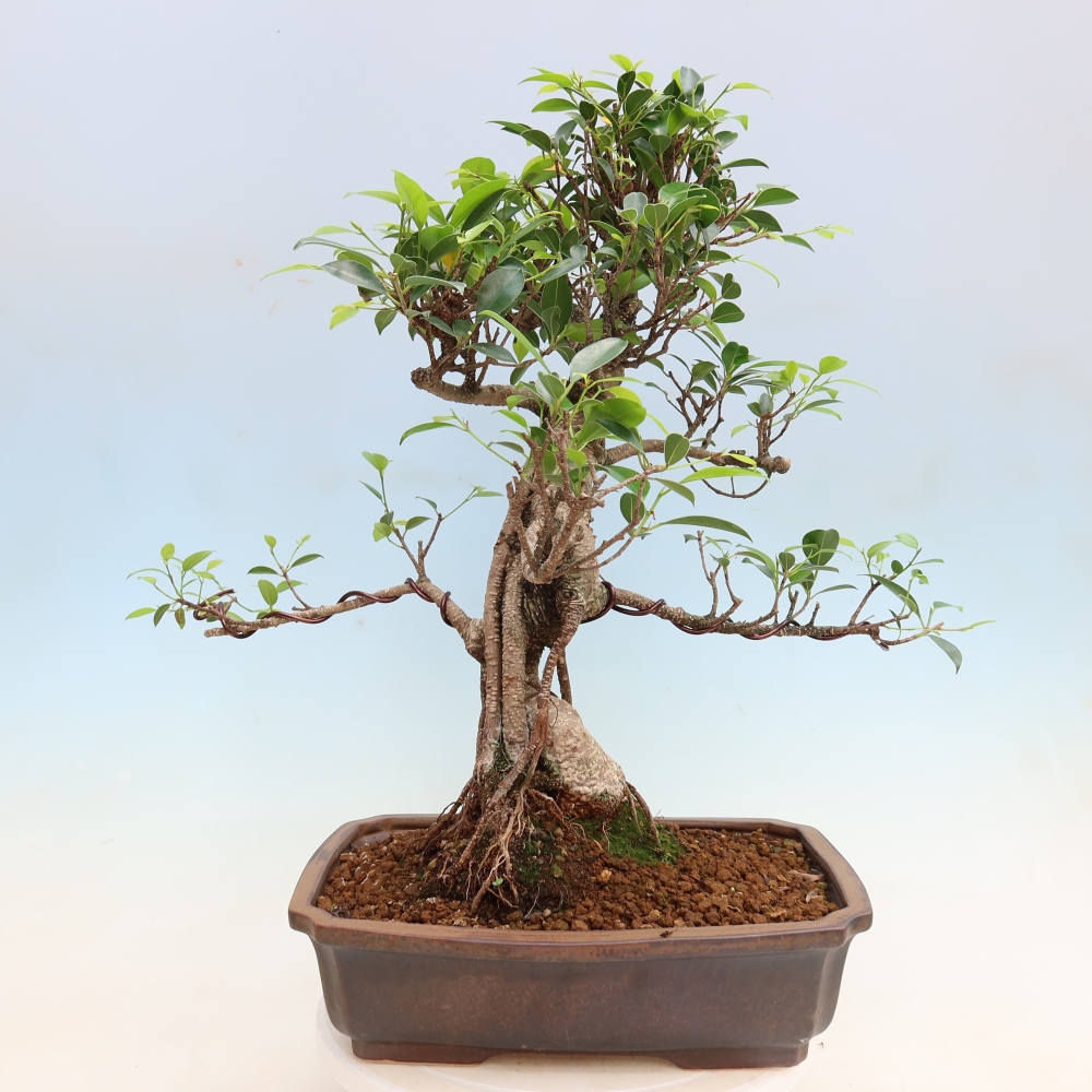Szobai bonsai - Ficus kimmen - kislevelű fikusz