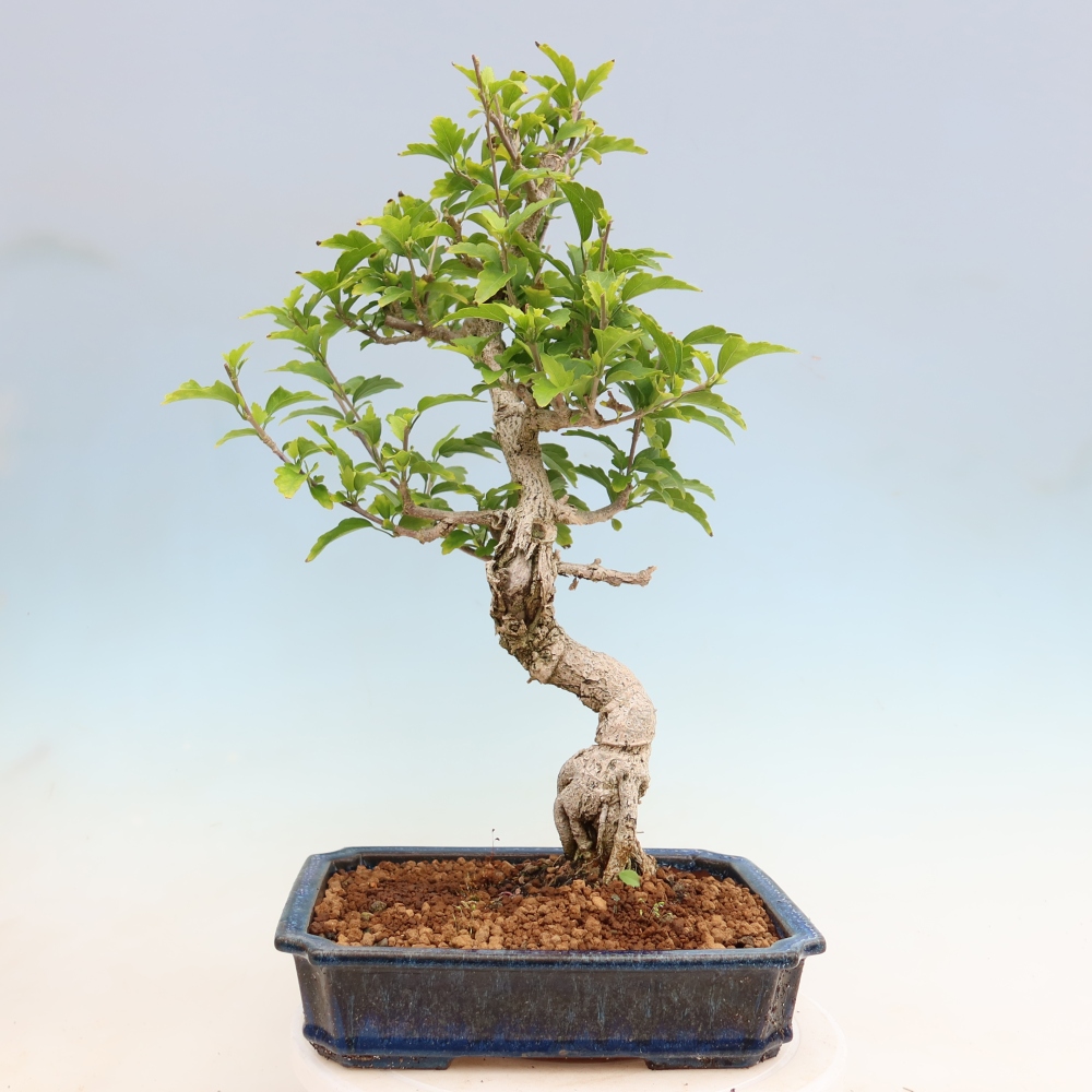 Kültéri bonsai – Hibiscus syriacus – Szíriai ibiskusz