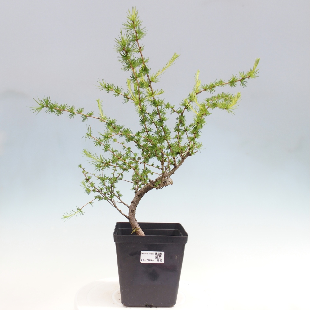 Kültéri bonsai - Larix decidua - vörösfenyő