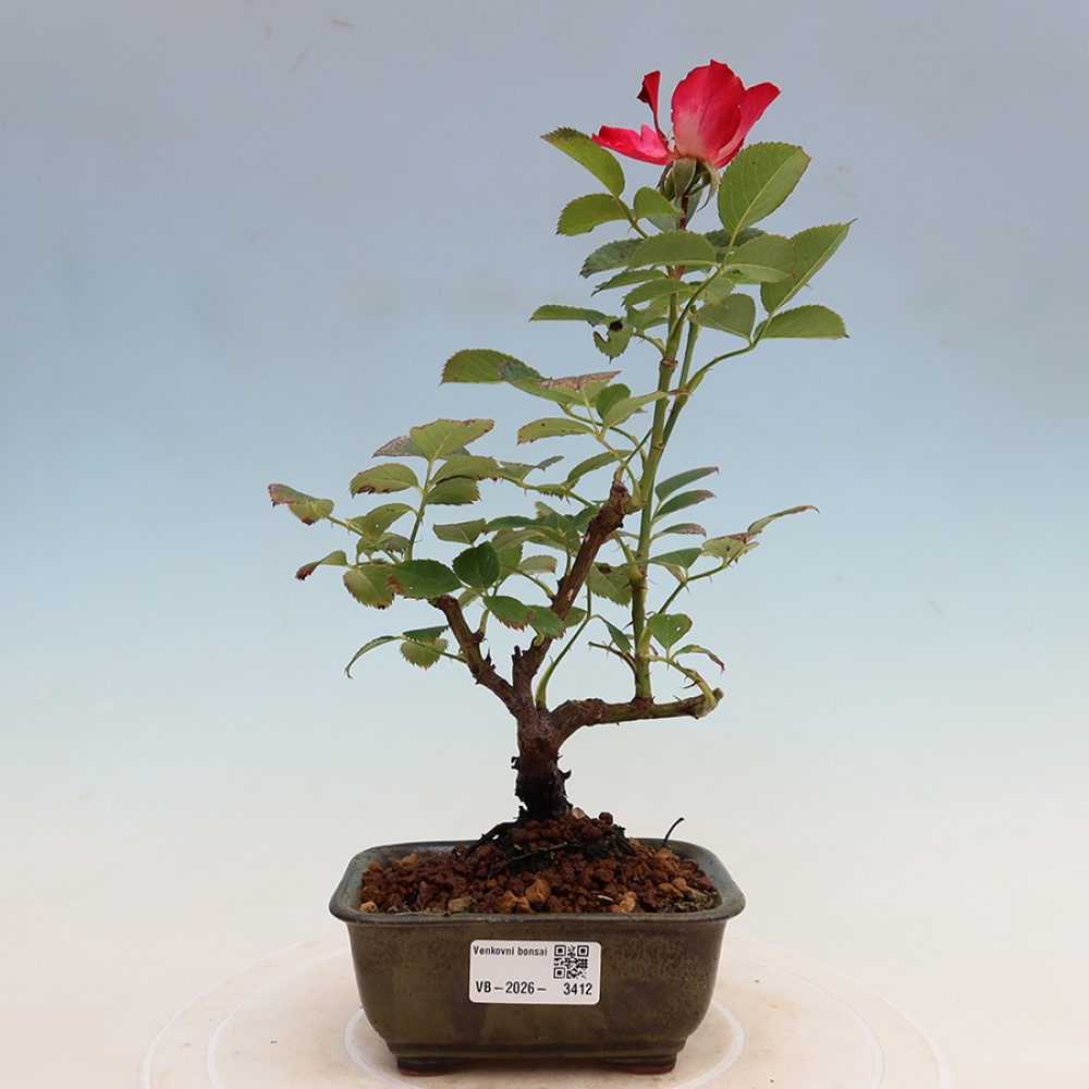 Kültéri bonsai - Rosa Kordes - rózsa