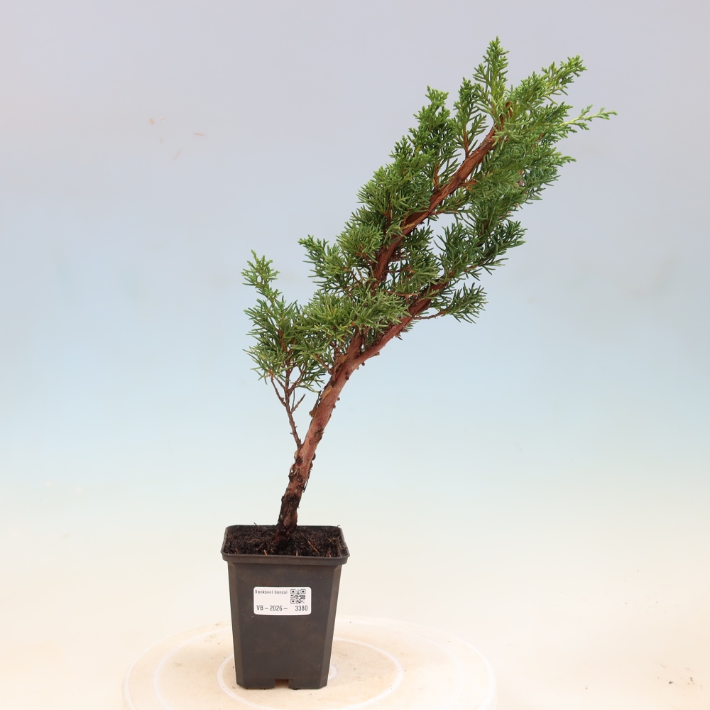 Kültéri bonsai - Juniperus chinensis Kishu