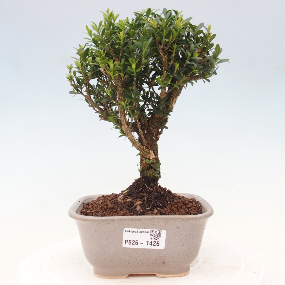 Szobai bonsai - Buxus harlandii - parafa buxus