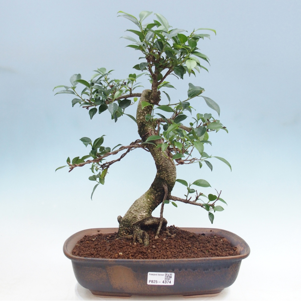 Szobai bonsai - Ficus retusa - kislevelű fikusz
