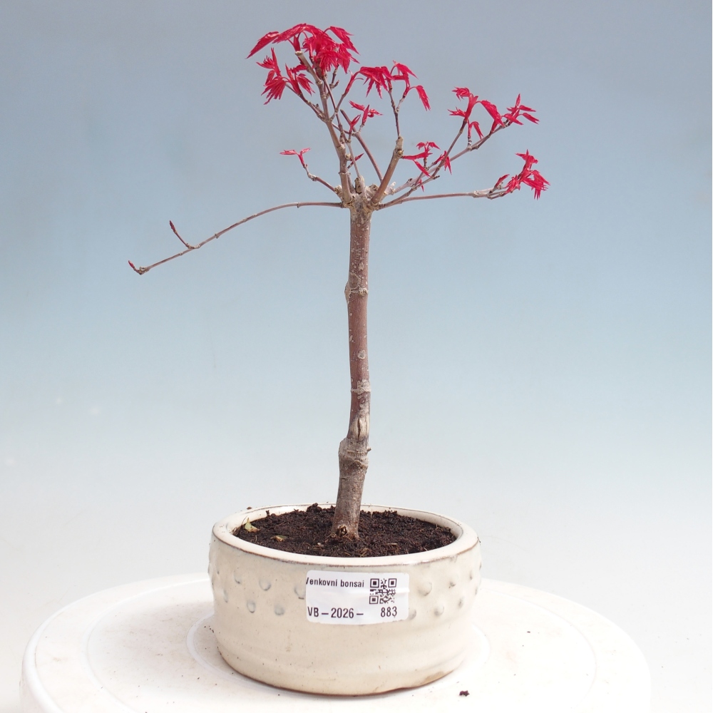 Kültéri bonsai - Acer palmatum DESHOJO
