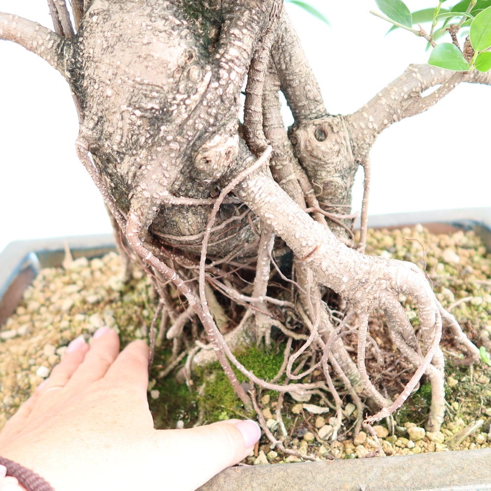 Szobai bonsai - Ficus kimmen - kislevelű fikusz