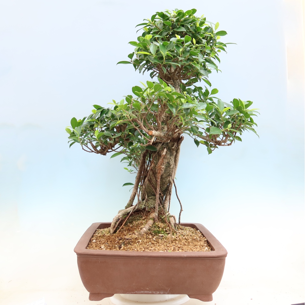 Szobai bonsai - Ficus kimmen - kislevelű fikusz