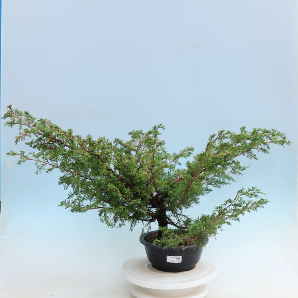 Kültéri bonsai – Juniperus chinensis Itoigawa – Kínai boróka