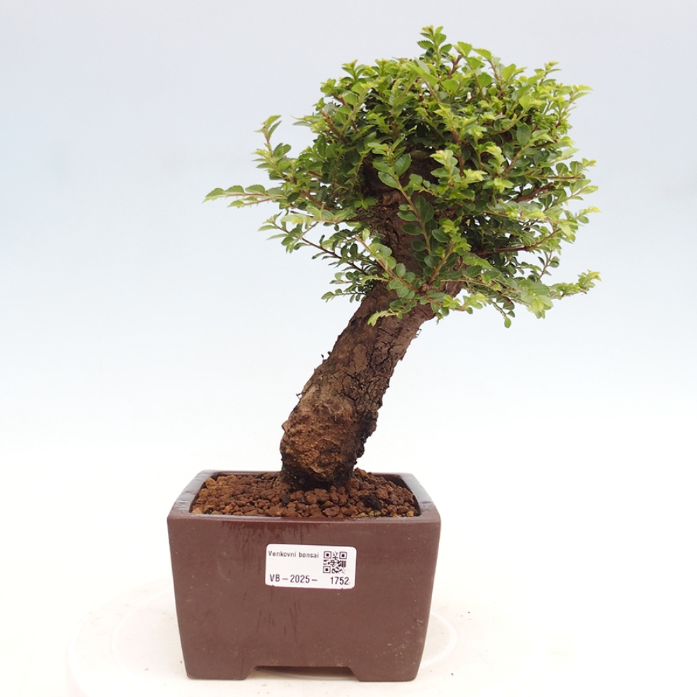 Kültéri bonsai - Ulmus parvifolia Hokkaido - Kínai szil - Ulmus parvifolia Hokkaido