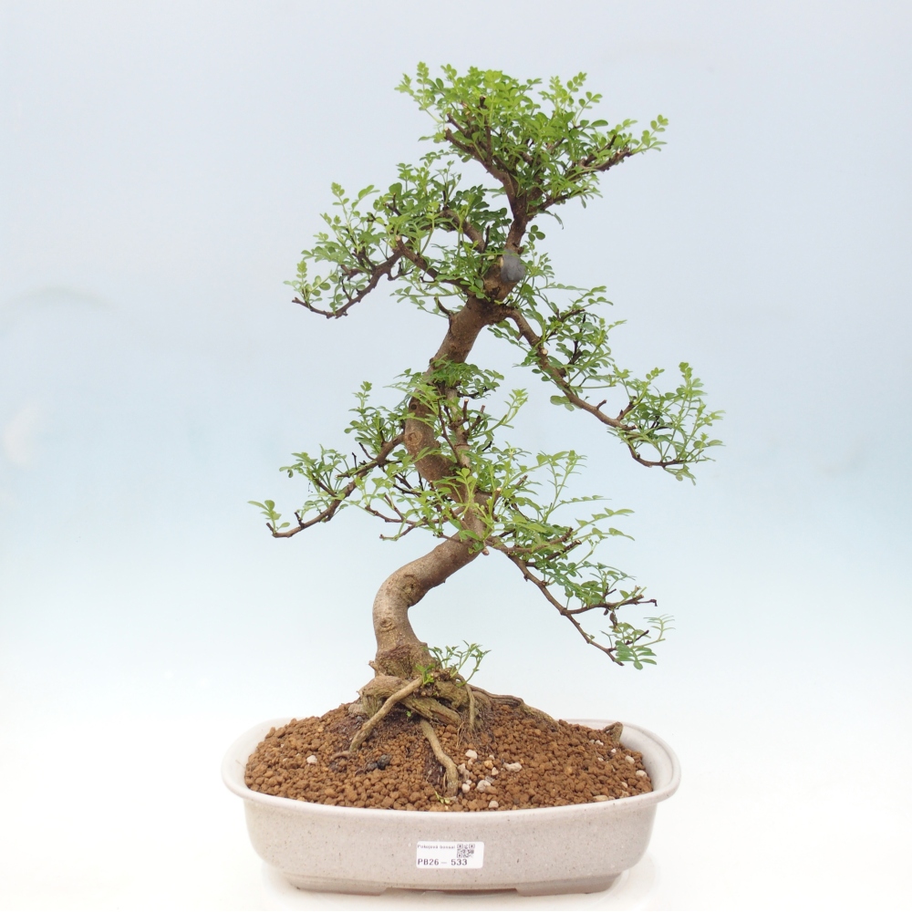 Szobai bonsai - Zantoxylum piperitum - borsfa