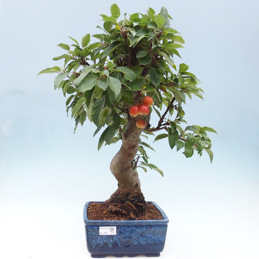 Kültéri bonsai -Malus halliana - Kis gyümölcsű almafa