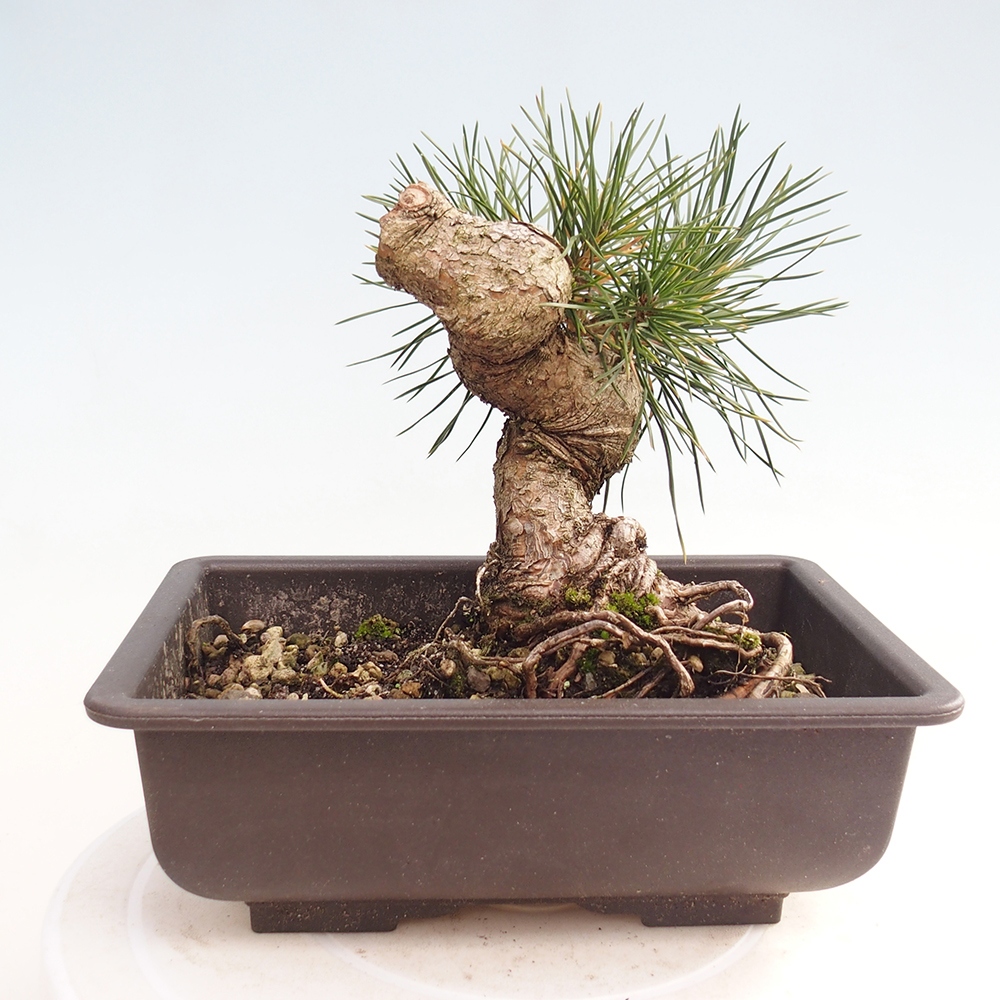 Kültéri bonsai - Pinus thunbergii - Thunberg fenyő