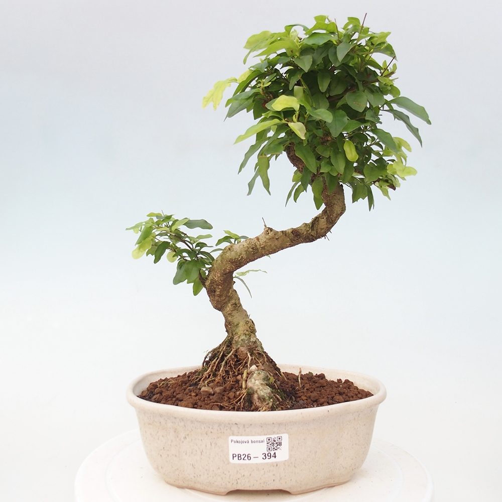Szobai bonsai -Ligustrum chinensis - Madárcsőr