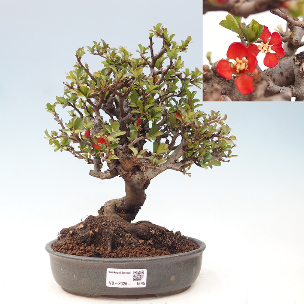 Kültéri bonsai - Chaneomeles speciosa - birs