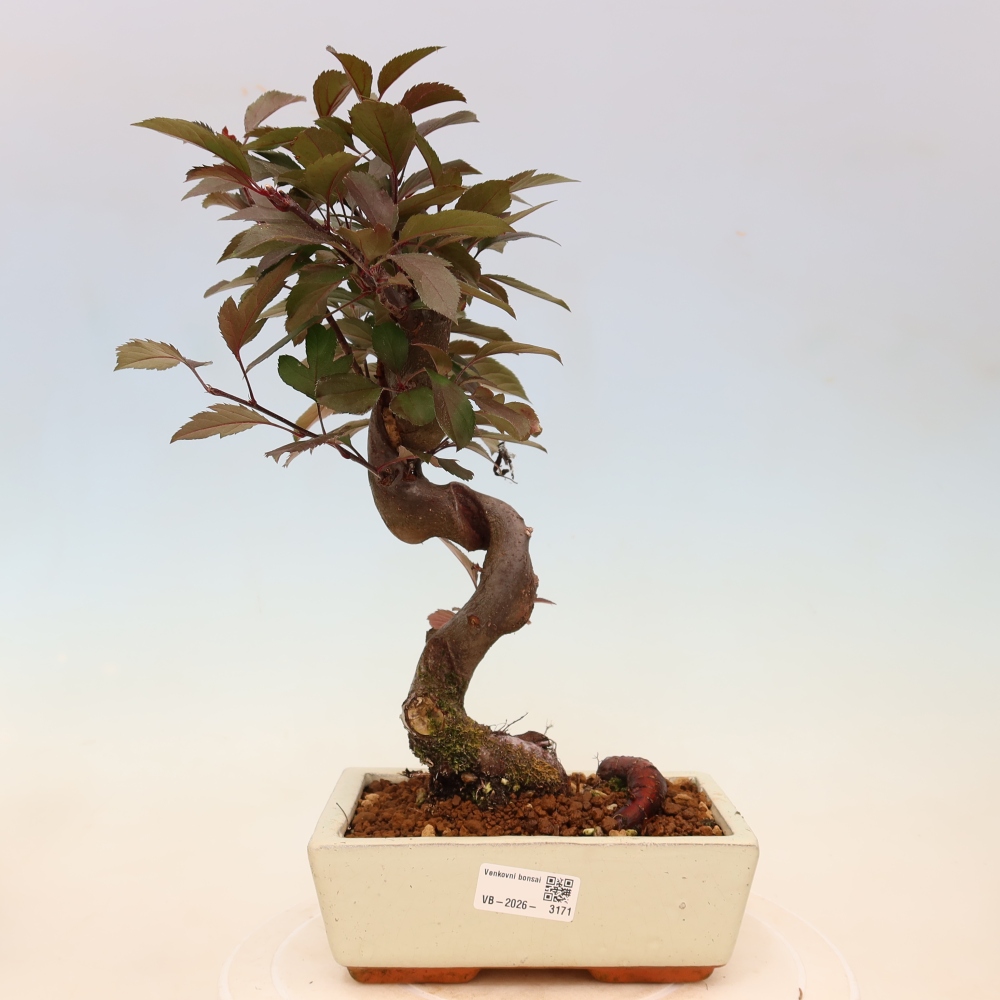 Kültéri bonsai -Malus domestica - Kis gyümölcsű piros levelű almafa