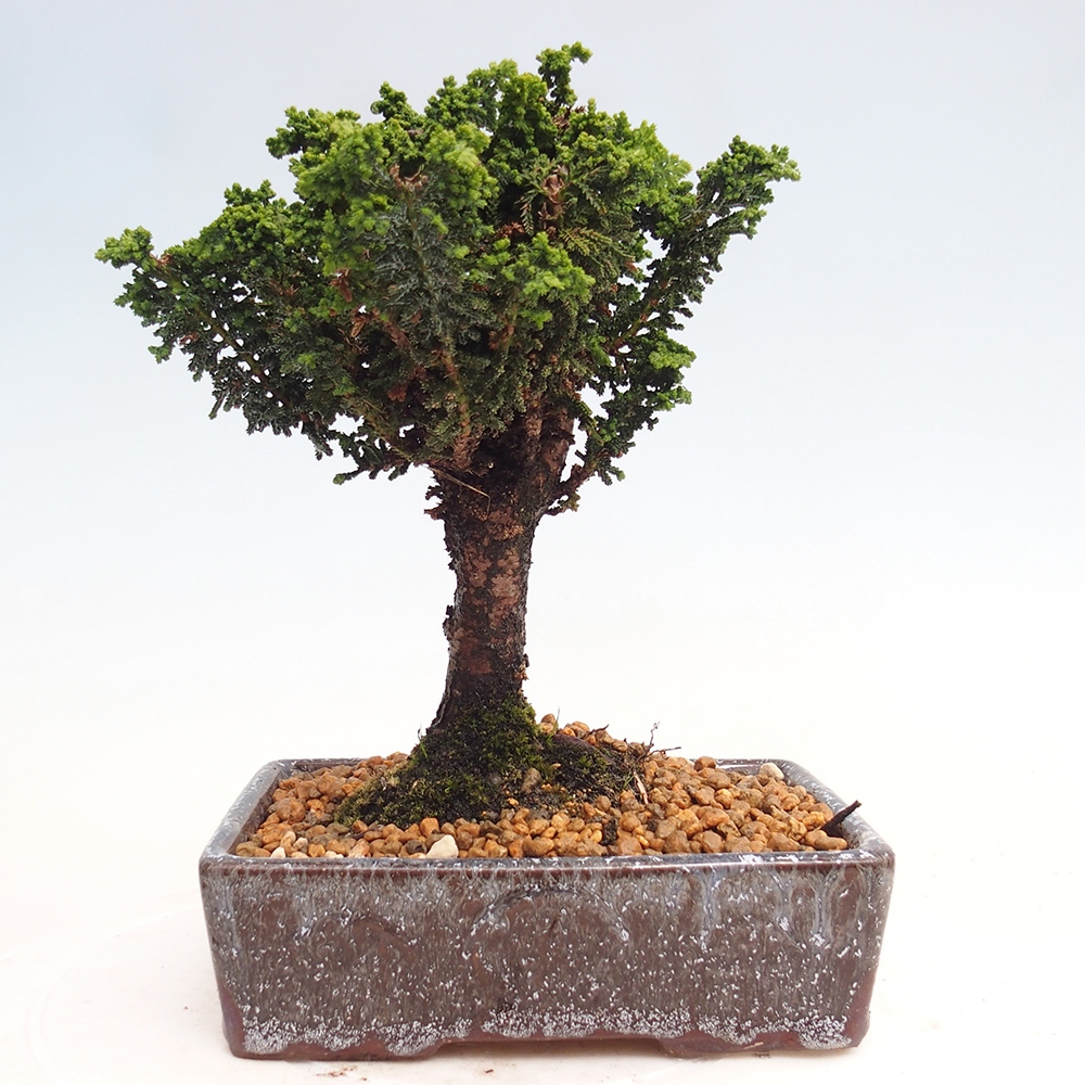 Kültéri bonsai - Cham. obtusa SEKKA HINOKI - Cifra ciprus