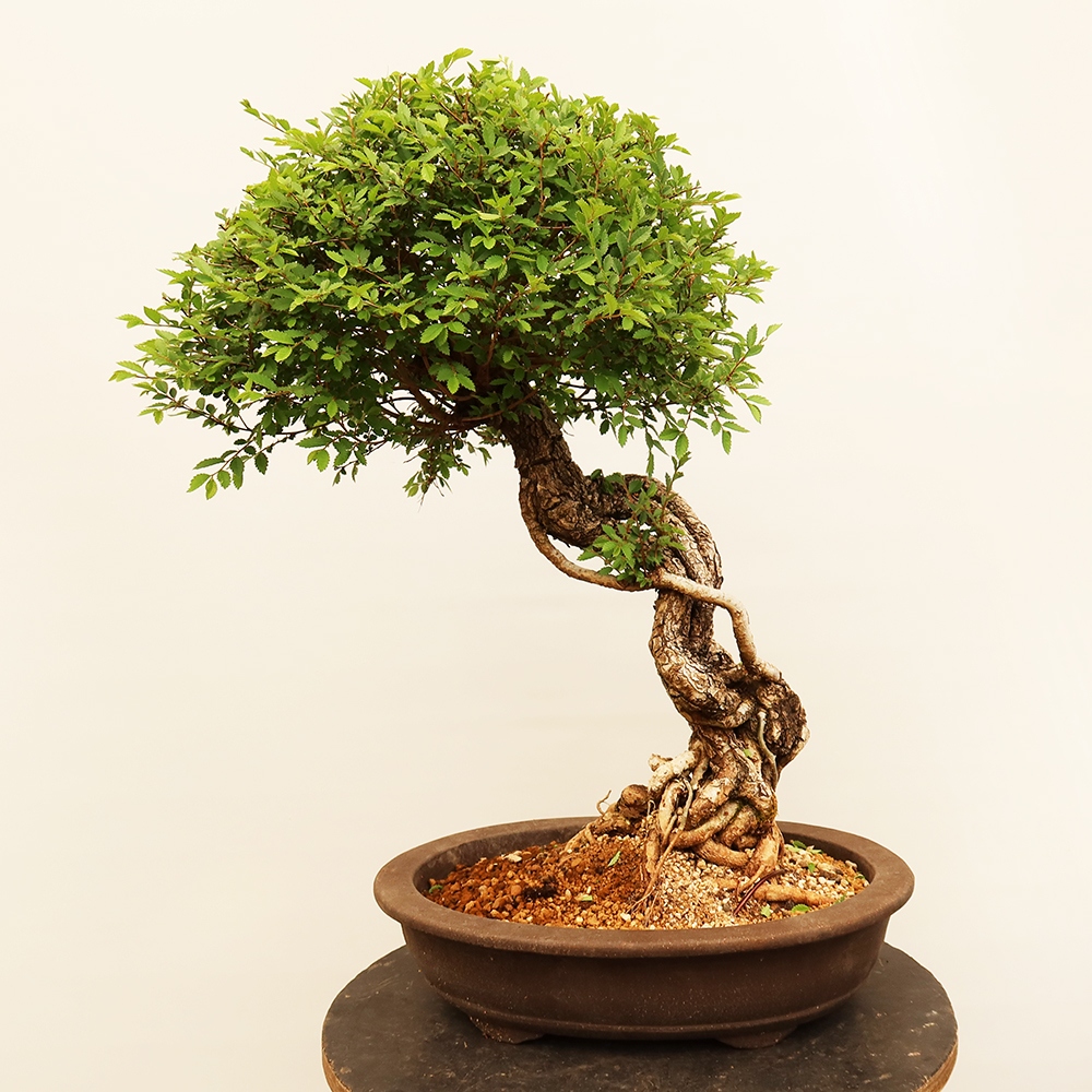 Kültéri bonsai - Zelkova - Zelkova NIRE