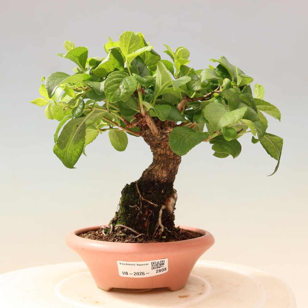 Kültéri bonsai - Celastrus orbiculatus