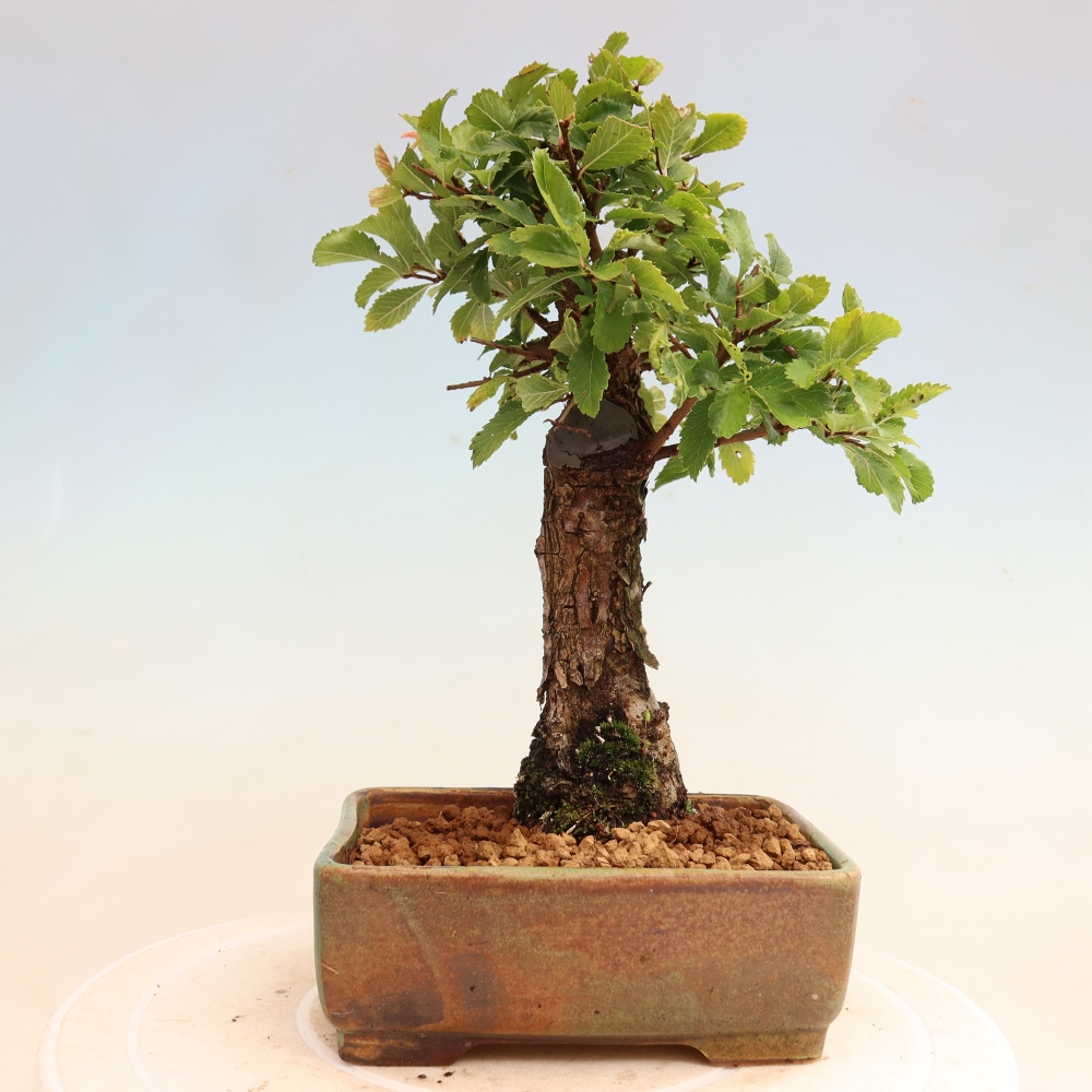 Kültéri bonsai - Zelkova - Zelkova NIRE