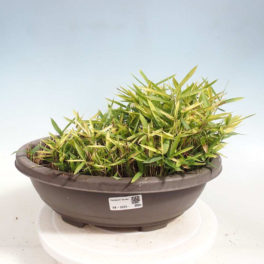Kültéri bonsai - Pleioblastus argenteostriatus f.pumilus - Törpebambusz