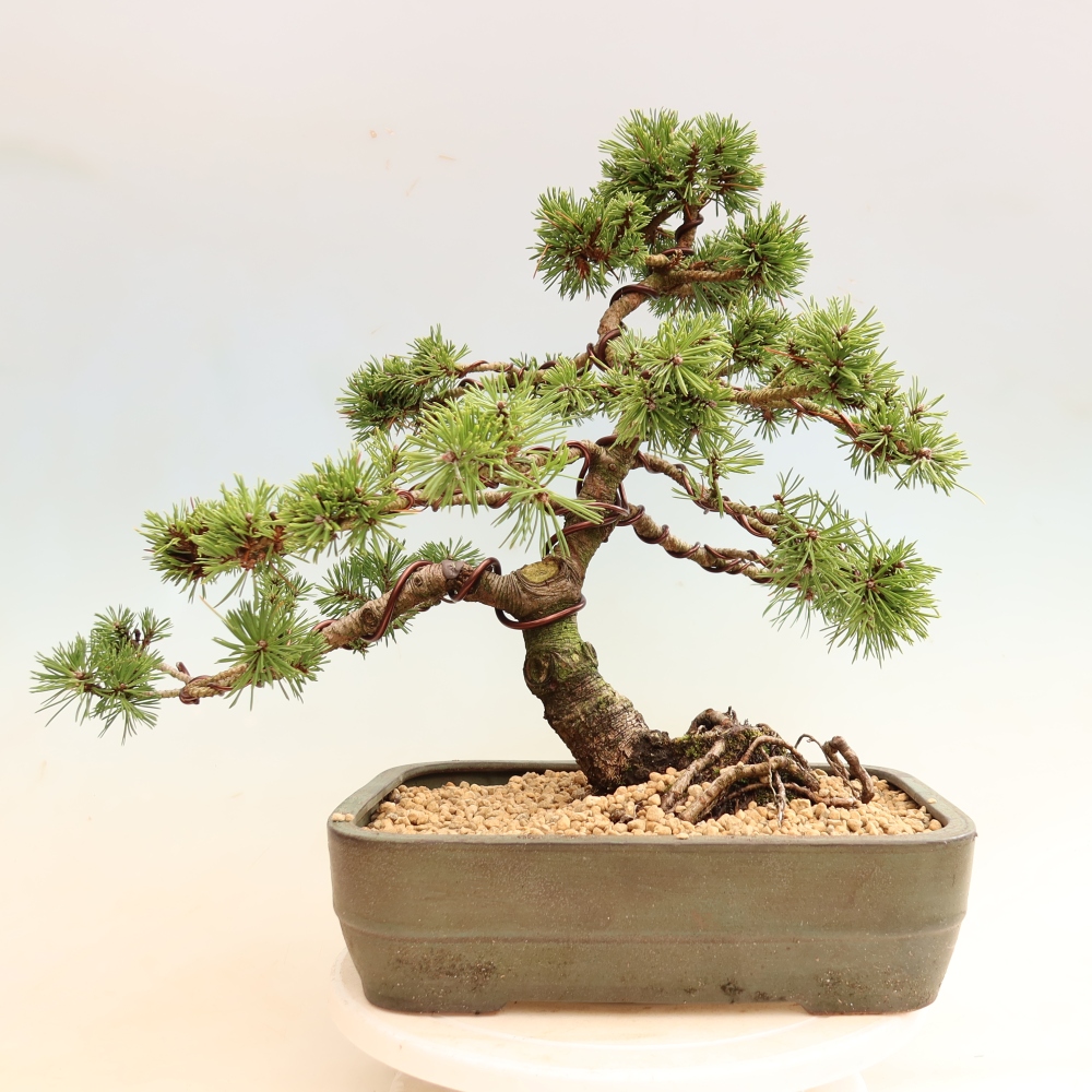 Kültéri bonsai – Pinus mugo Humpy – Törpefenyő