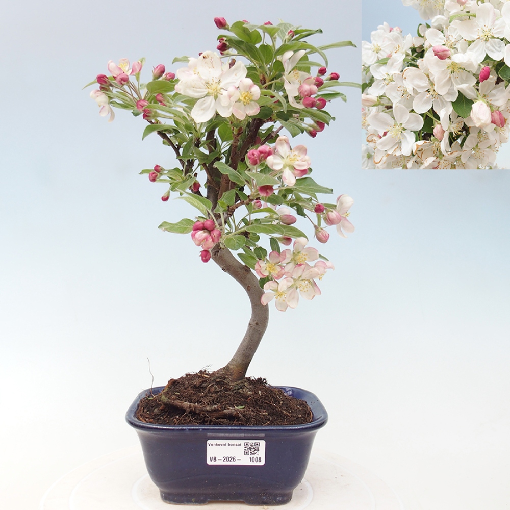 Kültéri bonsai -Malus halliana - Kis gyümölcsű almafa