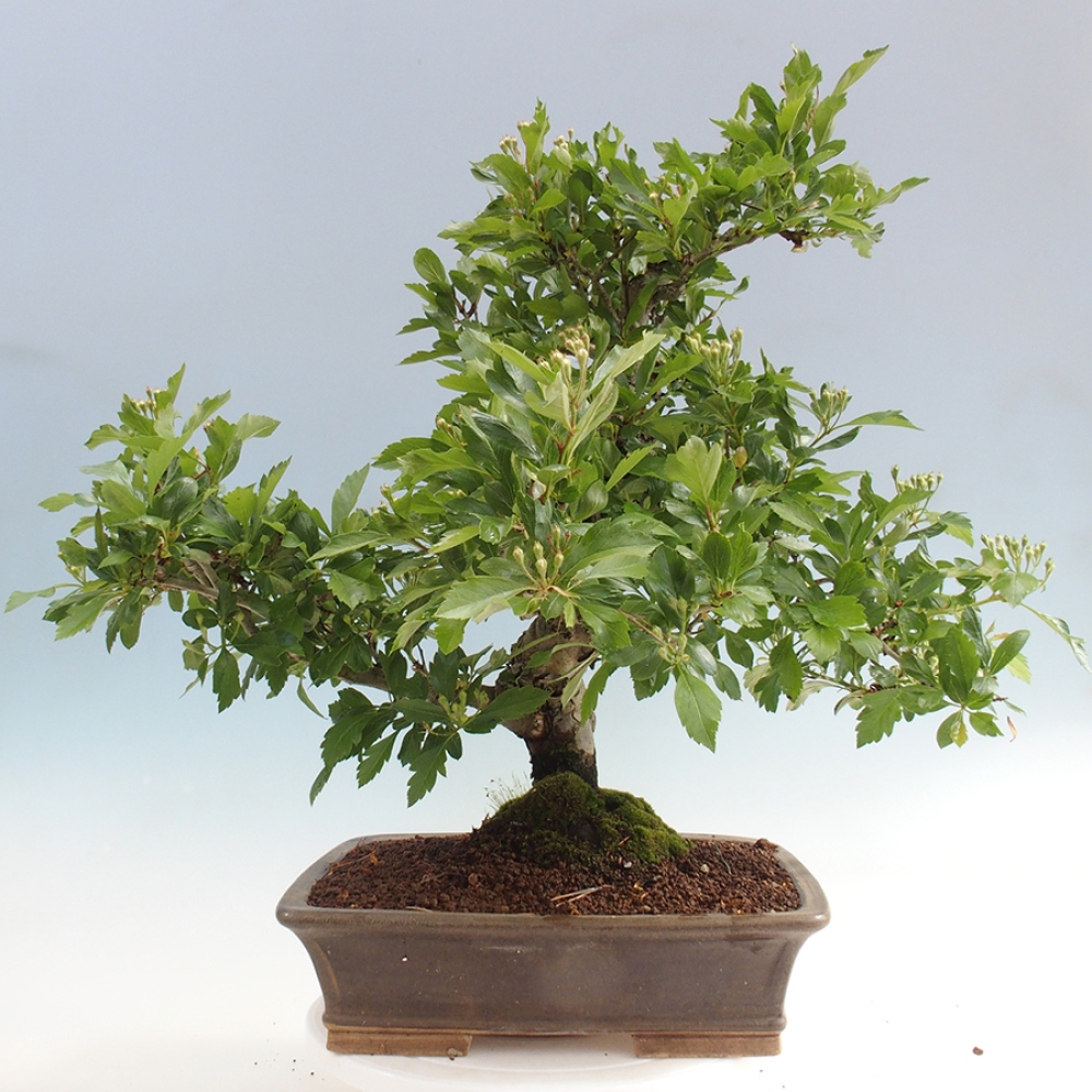 Kültéri bonsai - Galagonya - Crataegus cuneata