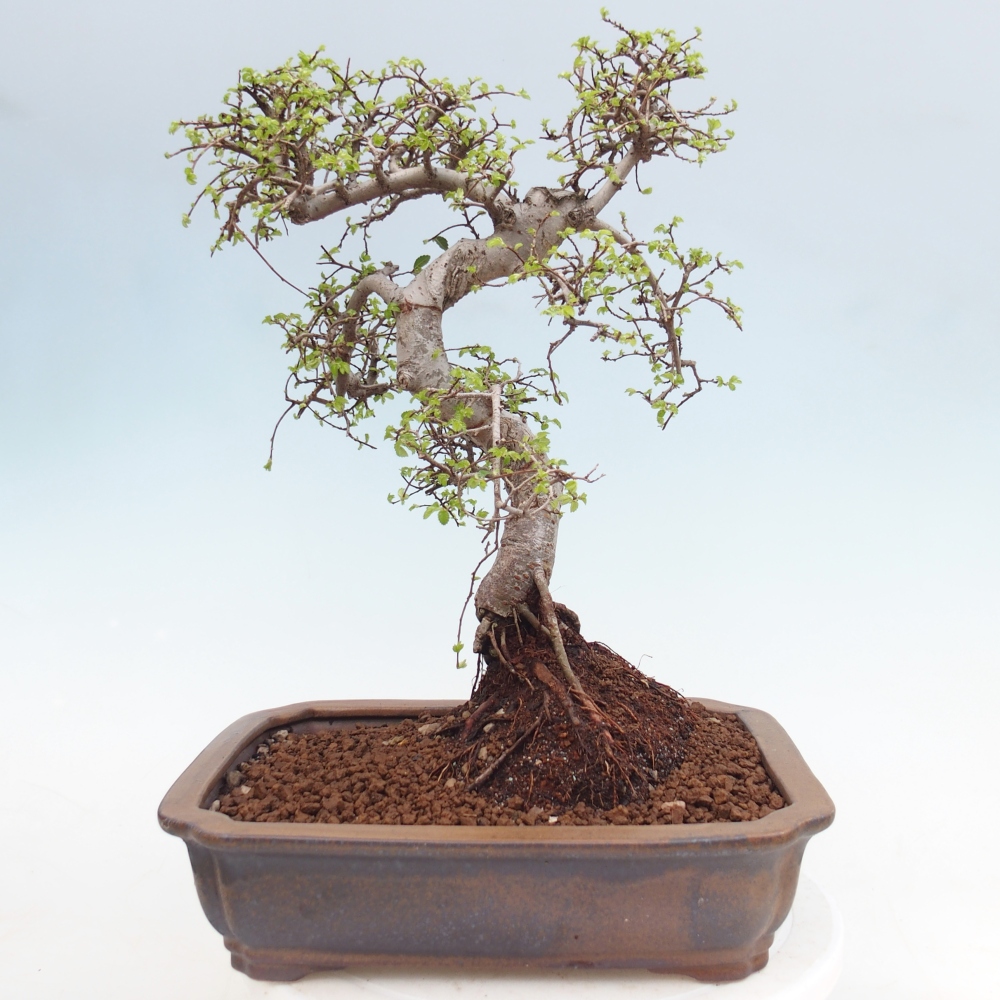 Szobai bonsai - Ulmus parvifolia - Kislevelű szilfa