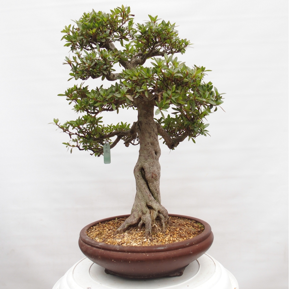 Kültéri bonsai - Japán azálea - Azalea Osakazumi