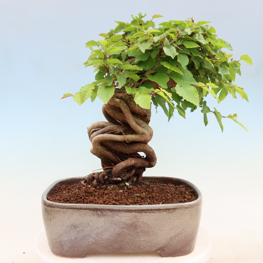 Kültéri bonsai -Carpinus Coreana - Koreai gyertyánfa