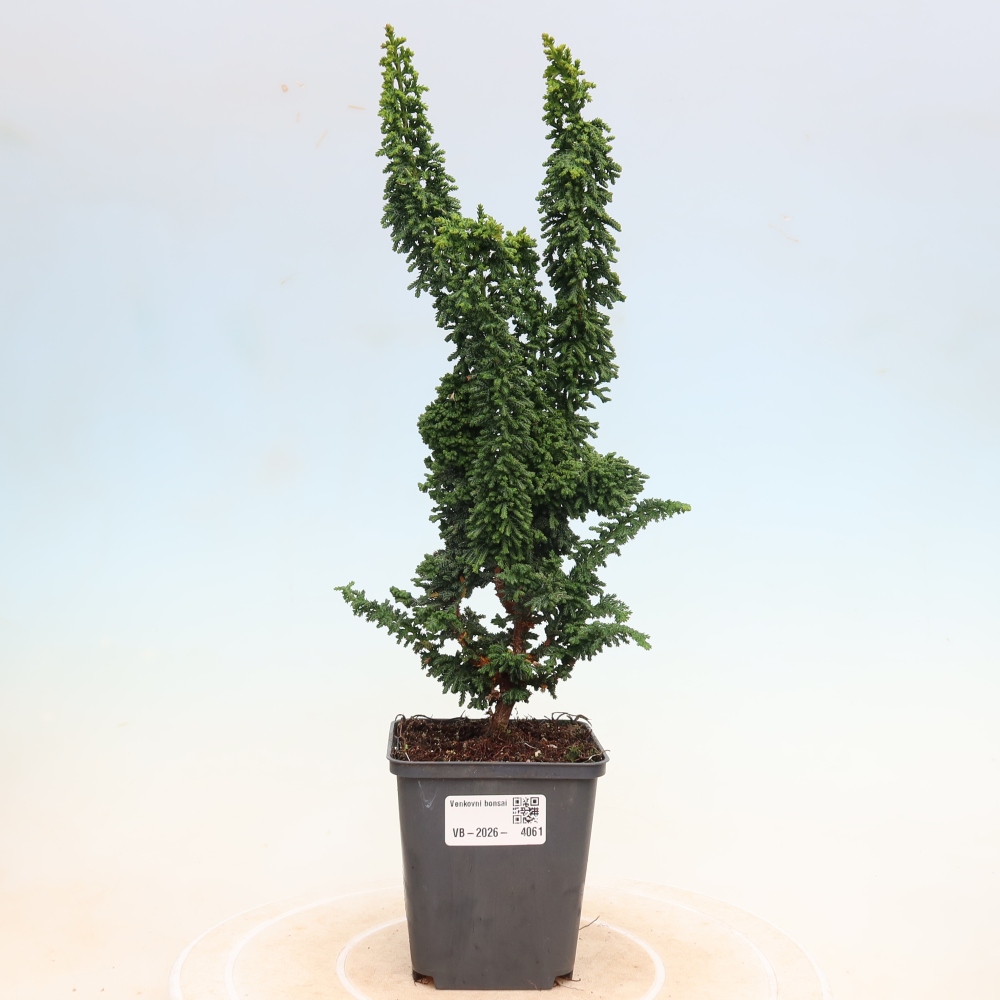 Kültéri bonsai - Cham. obtusa SEKKA HINOKI - Cifra ciprus