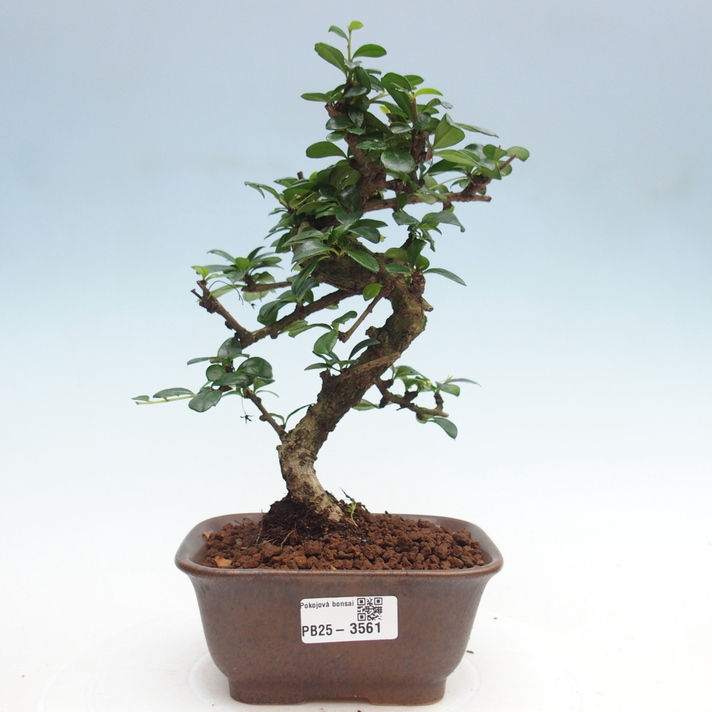 Szobai bonsai - Carmona macrophylla - Tea fuki